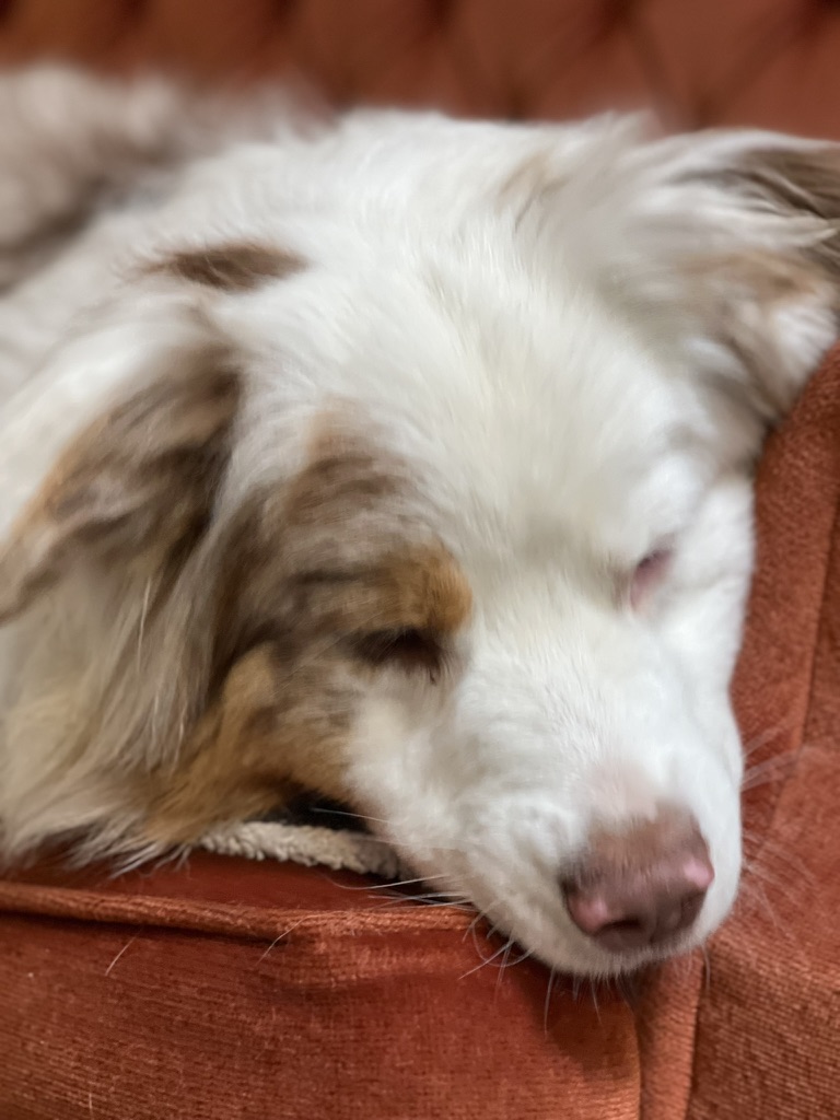 Maple resting peacefully at Caminos