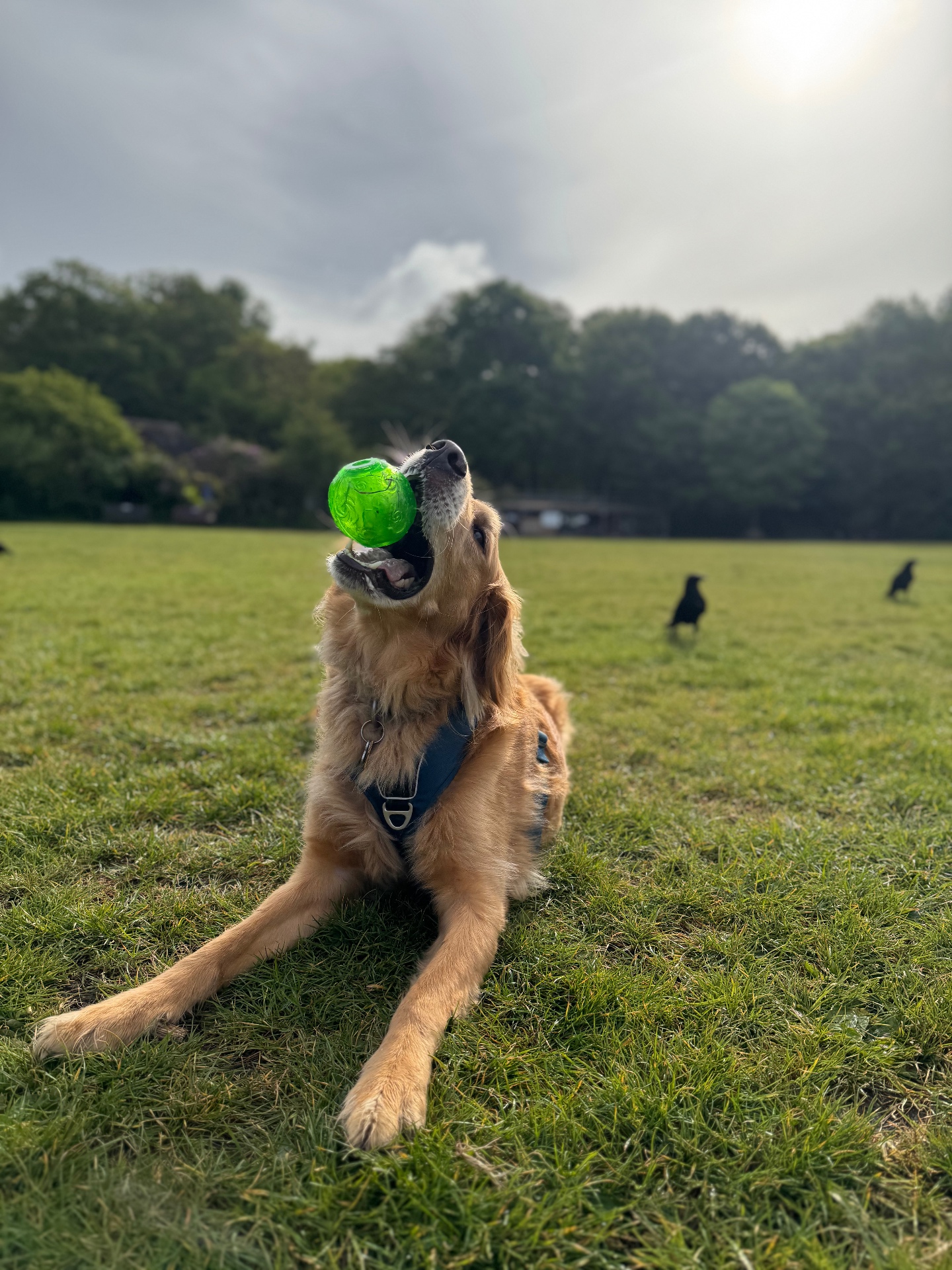 A happy golden retriever playing with a ball in a sunlit field