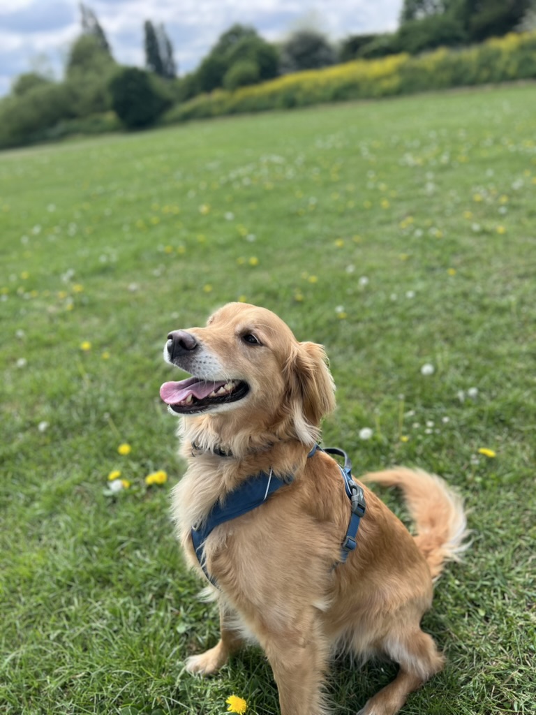 🐶 Apollo